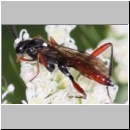 Exetastes adpressorius - Schlupfwespe m02g 10mm - OS-Hellern Wiese det06.jpg